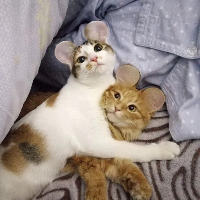 Yuanzhao.dai's avatar